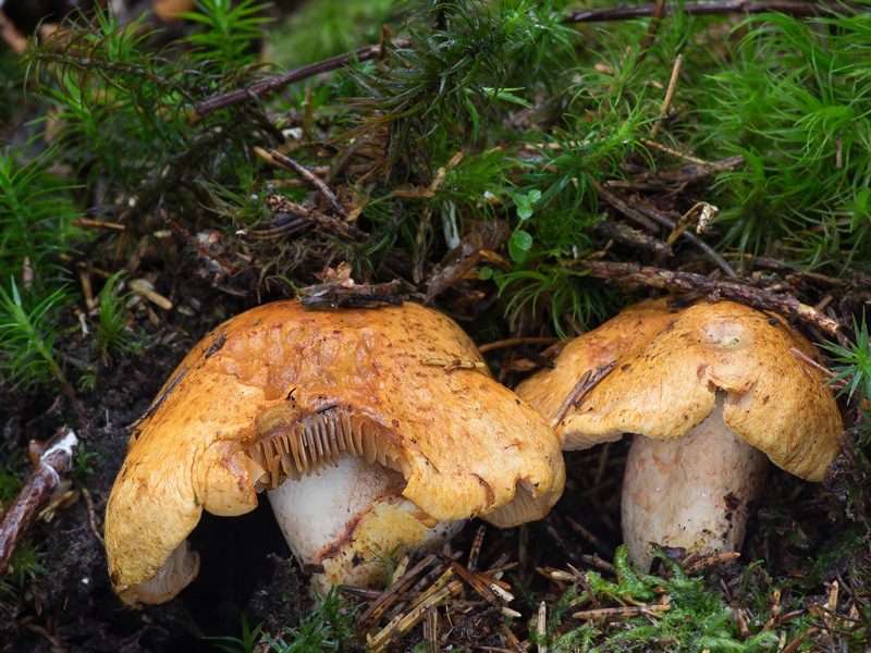 Cortinarius rubicundulus